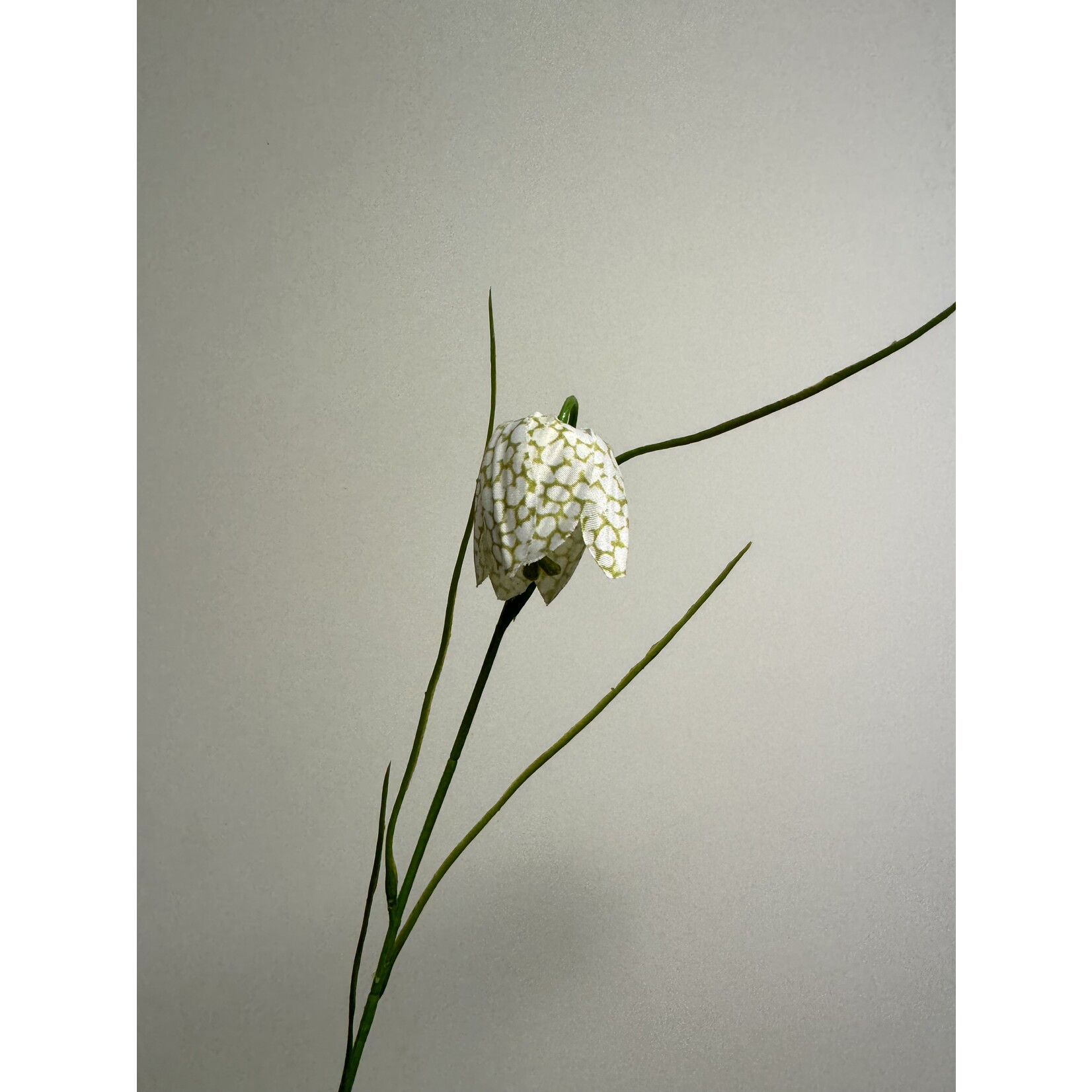 FRITILLARIA ALBA | WHITE | 45 CM