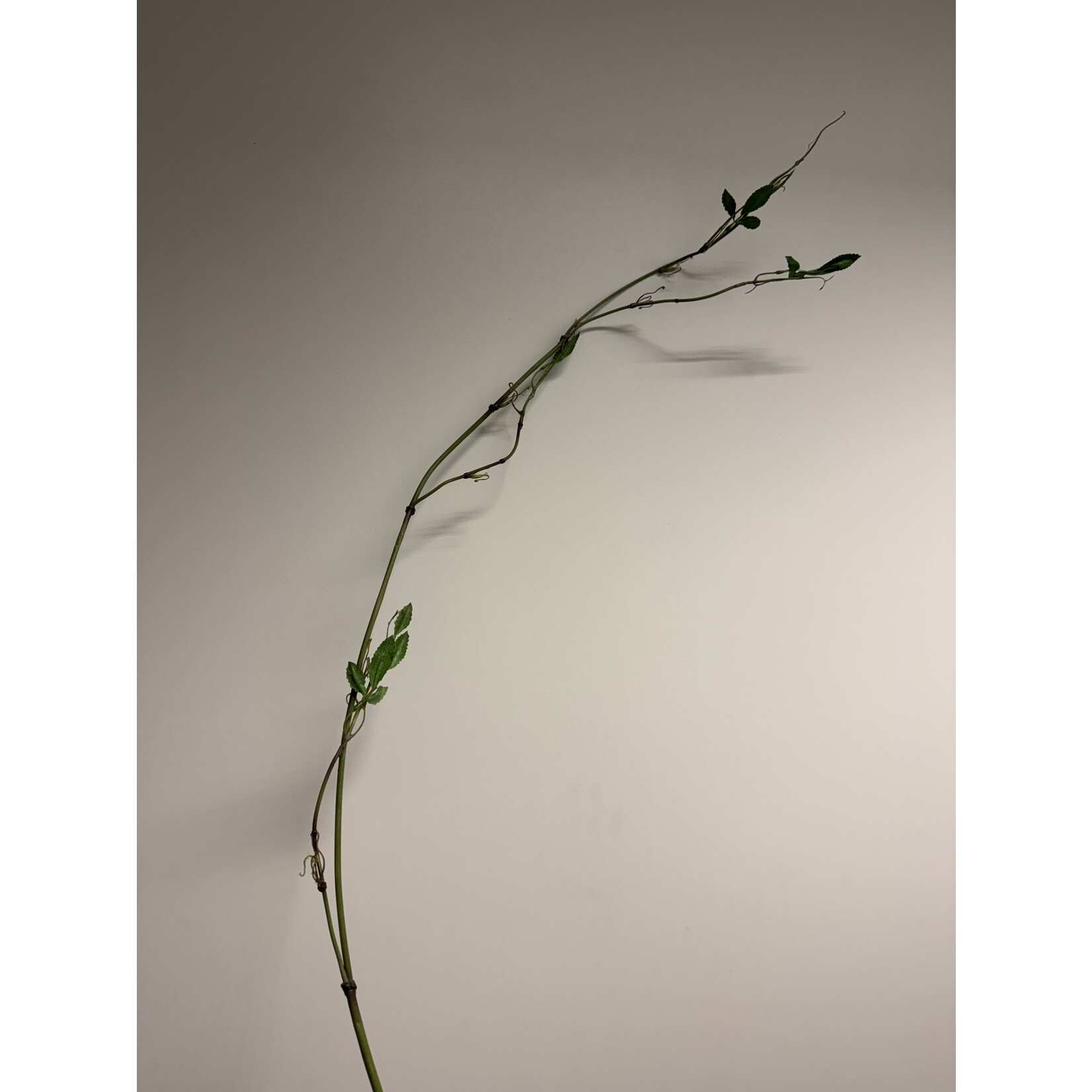 KRUL TAK MET BLAD | GROEN | 120 CM
