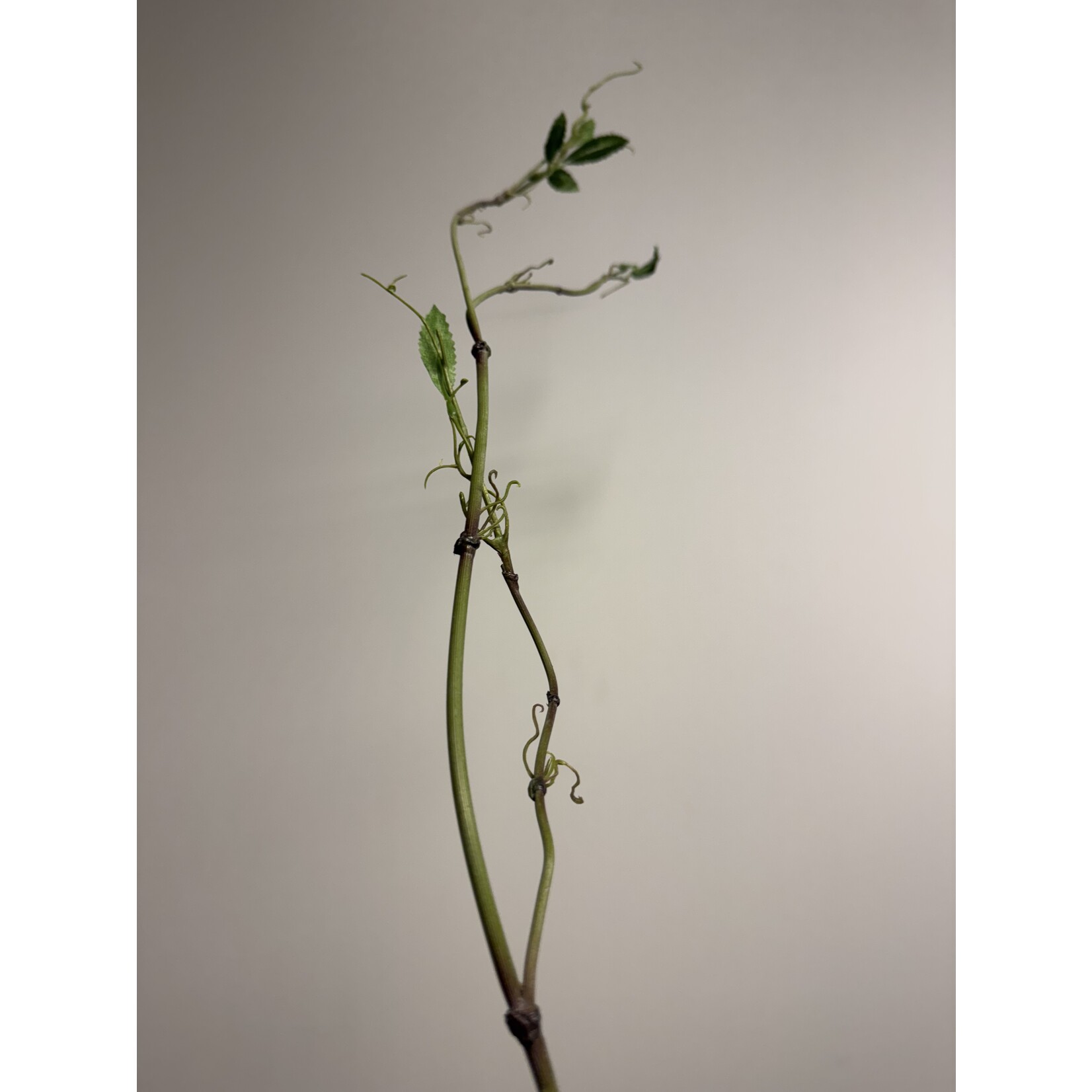 KRUL TAK MET BLAD | GROEN | 120 CM