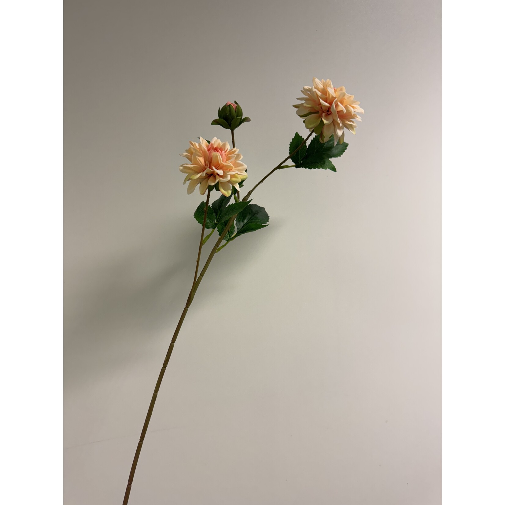 DAHLIA TAK  | ZALM | 68 CM