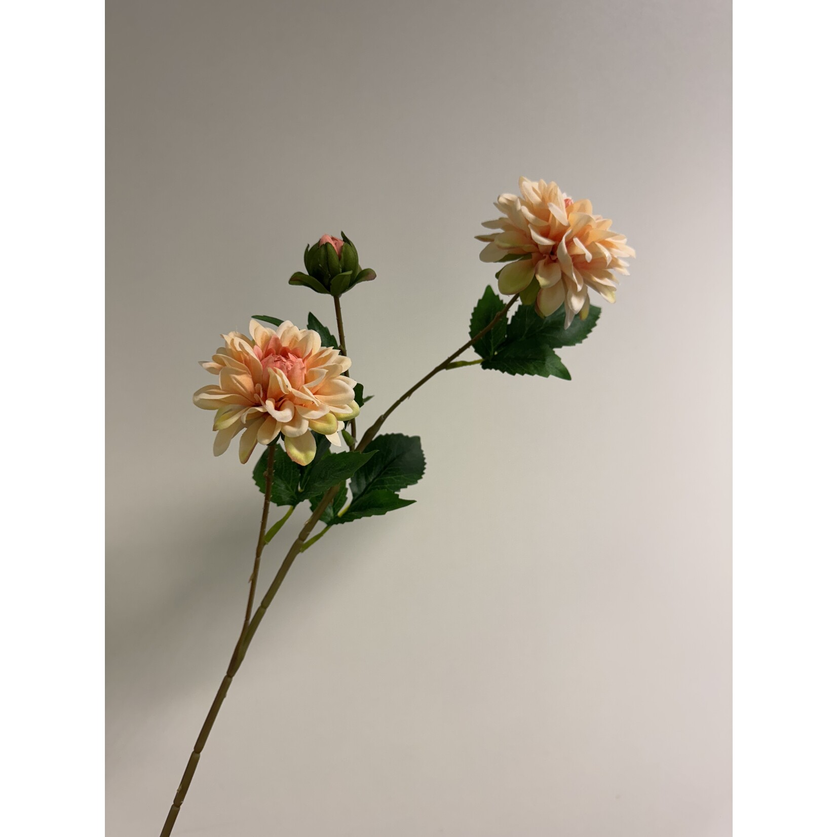 DAHLIA TAK  | ZALM | 68 CM