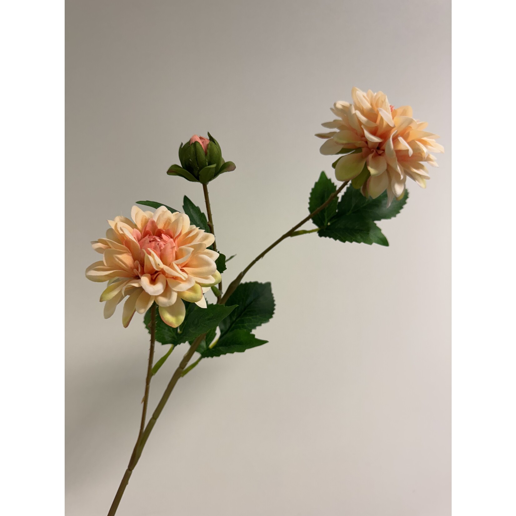 DAHLIA TAK  | ZALM | 68 CM
