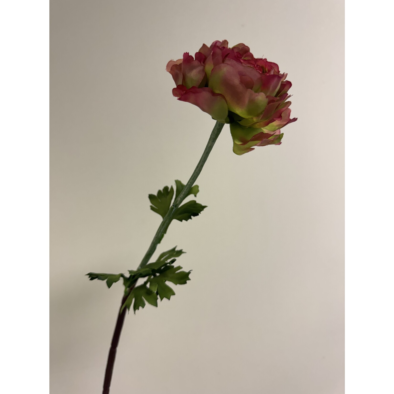RANONKEL PEONY BLEND| GROEN ROZE | 85 CM