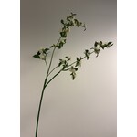 SPIREA | WIT | 115 CM