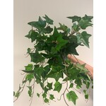 KLIMOP | GROEN| 55 CM