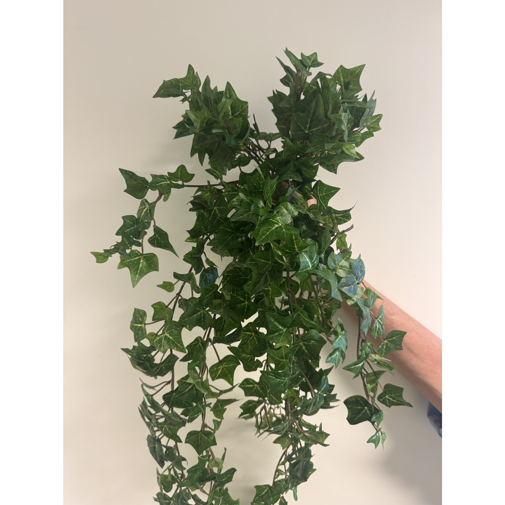 KLIMOP | GROEN| 70 CM