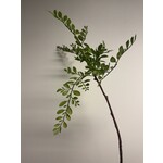 SEPHORA TAK | GROEN | 70 CM