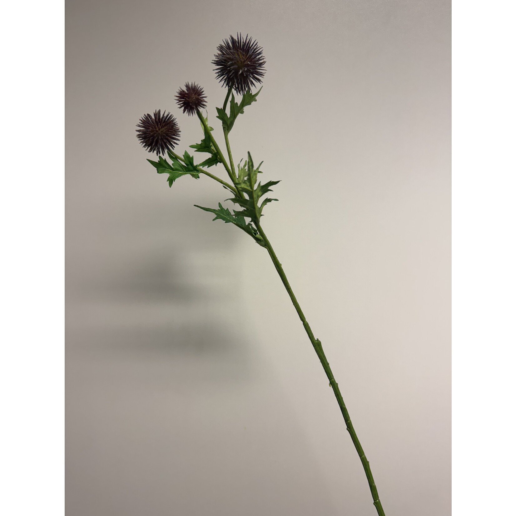 DISTEL | BRUIN  PAARS | 70 CM