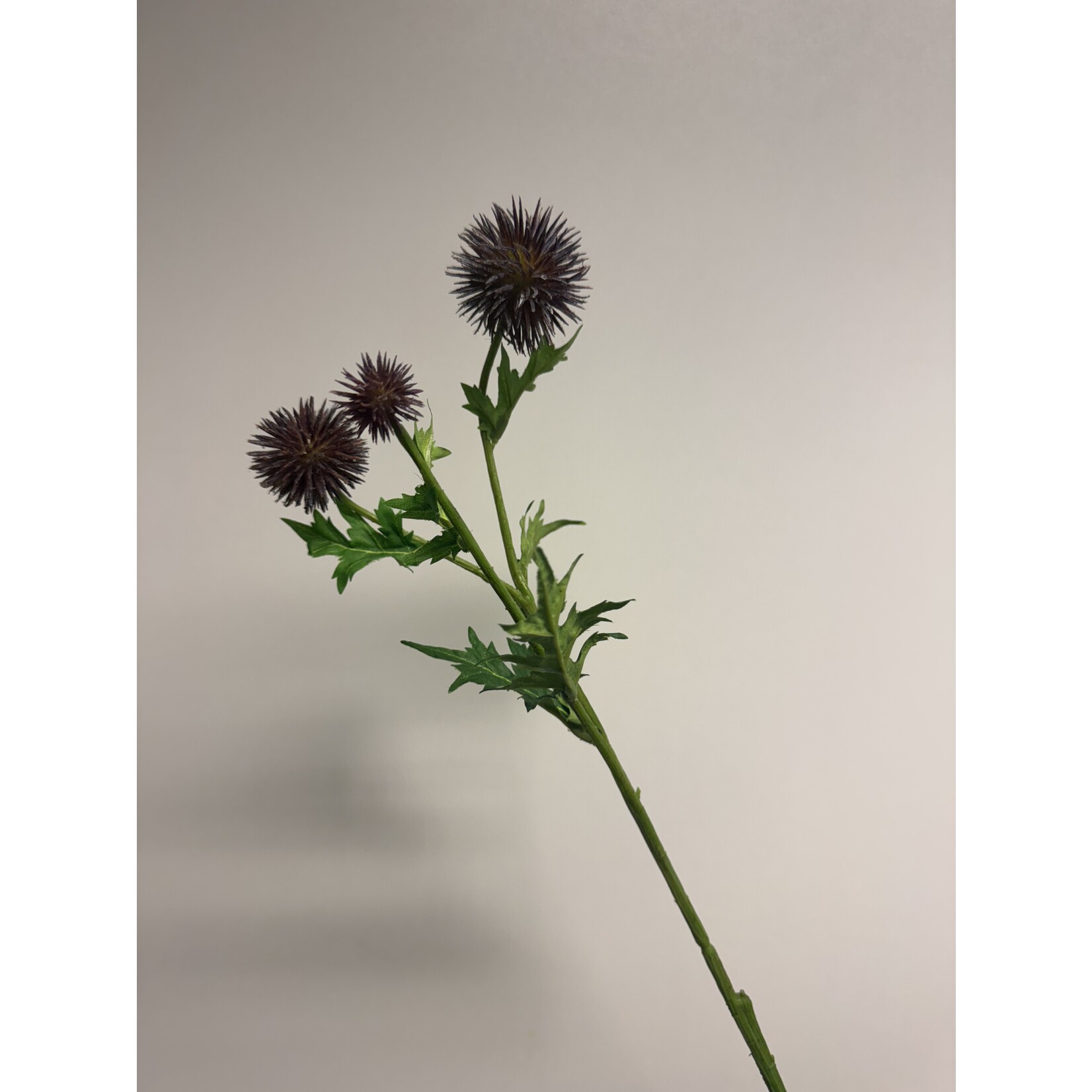 THISTLE | BROWN PURPLE | 70 CM