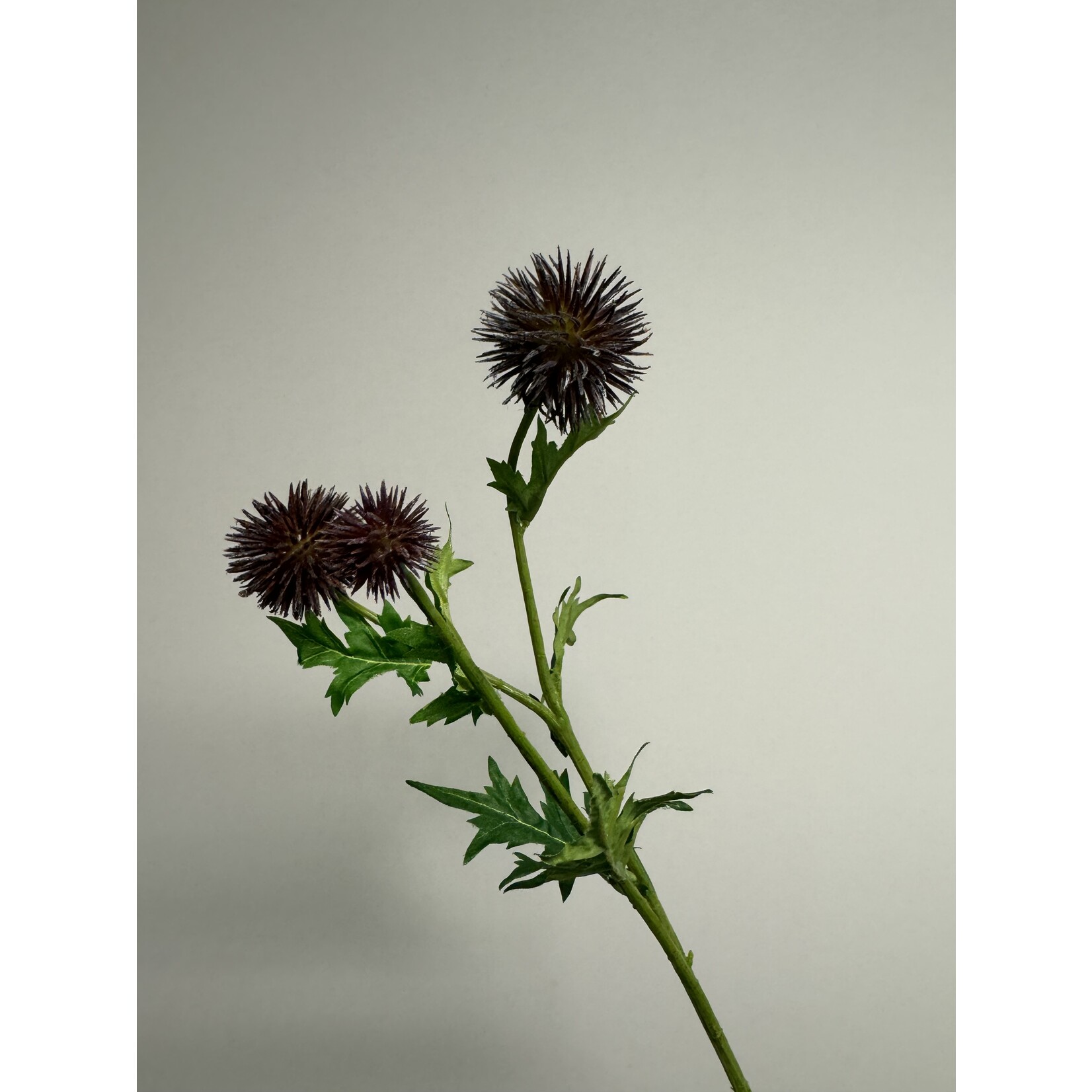 DISTEL | BRUIN  PAARS | 70 CM