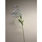CAMPANULA TELHAM BEAUTY | BLAUW | 95 CM