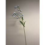 CAMPANULA TELHAM BEAUTY | BLUE | 95 CM