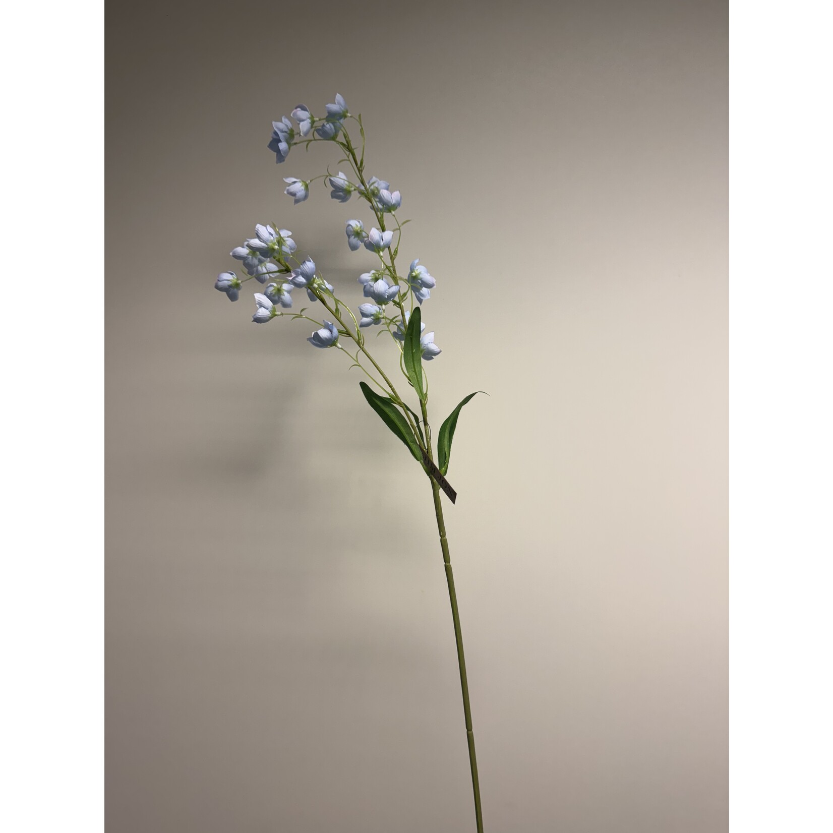 CAMPANULA TELHAM BEAUTY | BLUE | 95 CM