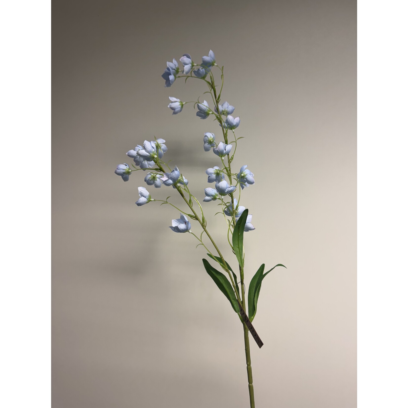 CAMPANULA TELHAM BEAUTY | BLAUW | 95 CM