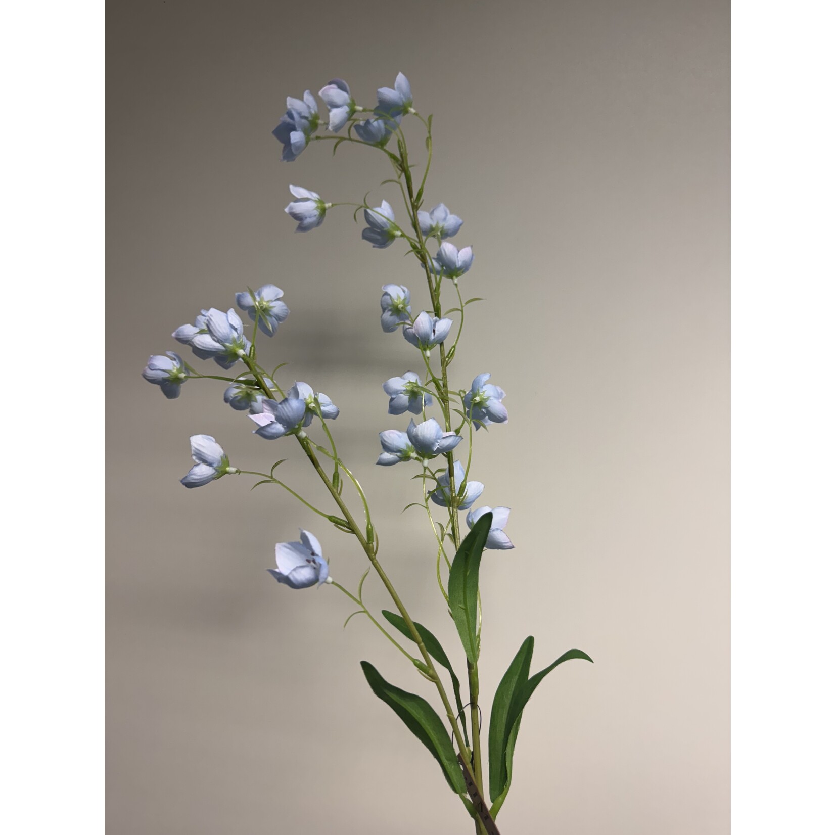 CAMPANULA TELHAM BEAUTY | BLAUW | 95 CM