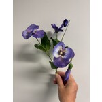 VIOOLTJE | BLAUW | 24 M