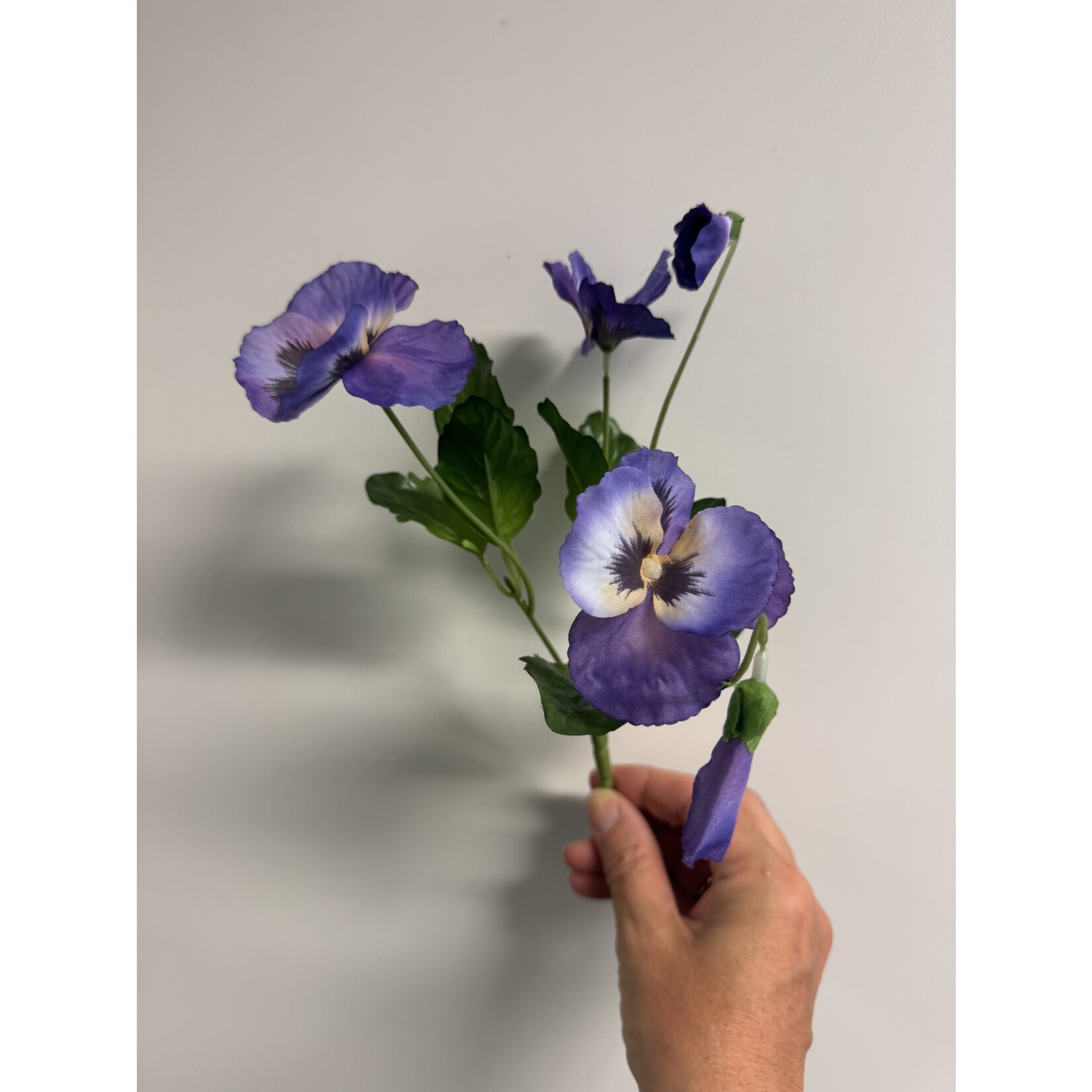 VIOLA WITTROCKIANA  | BLUE | 24 CM