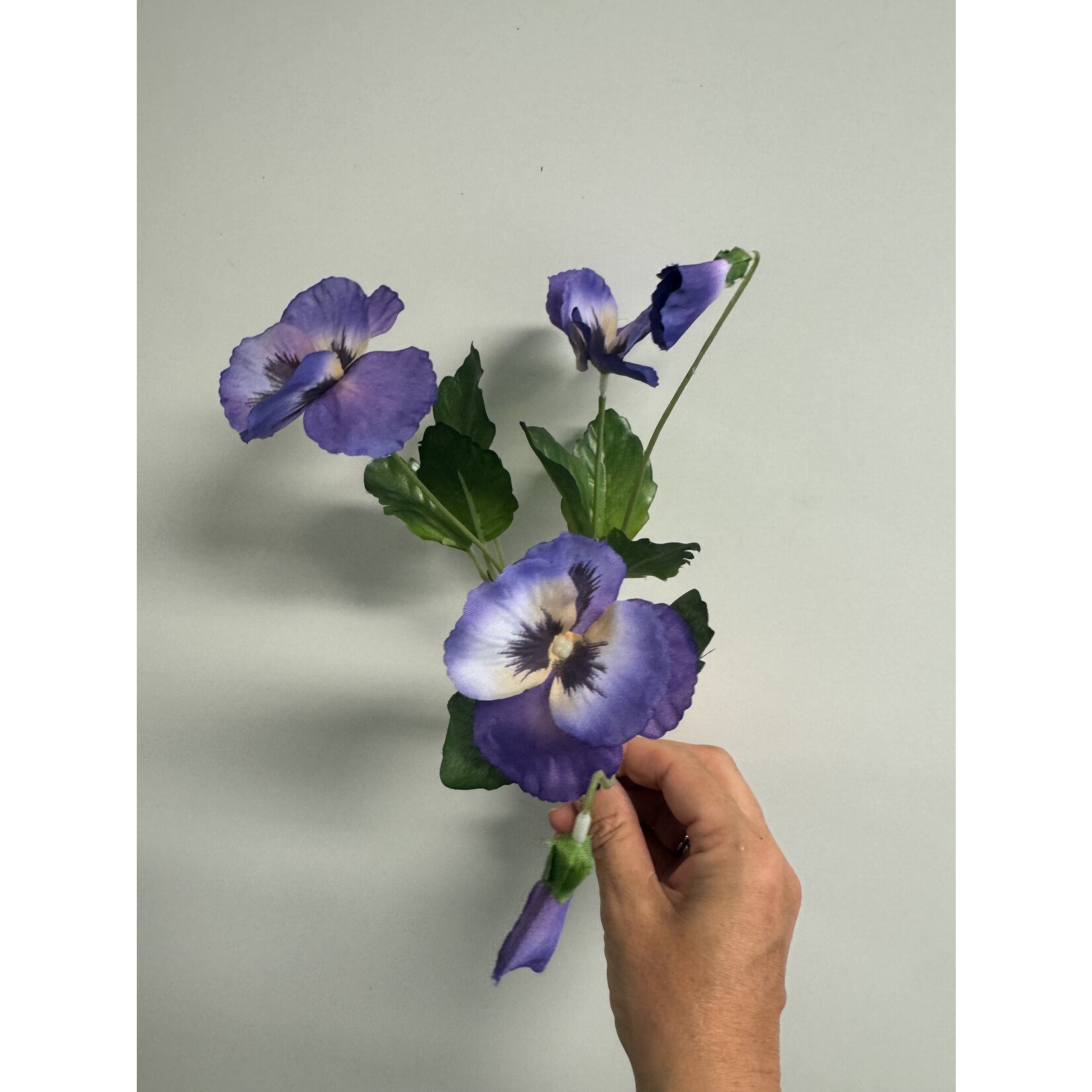 VIOLA WITTROCKIANA  | BLUE | 24 CM