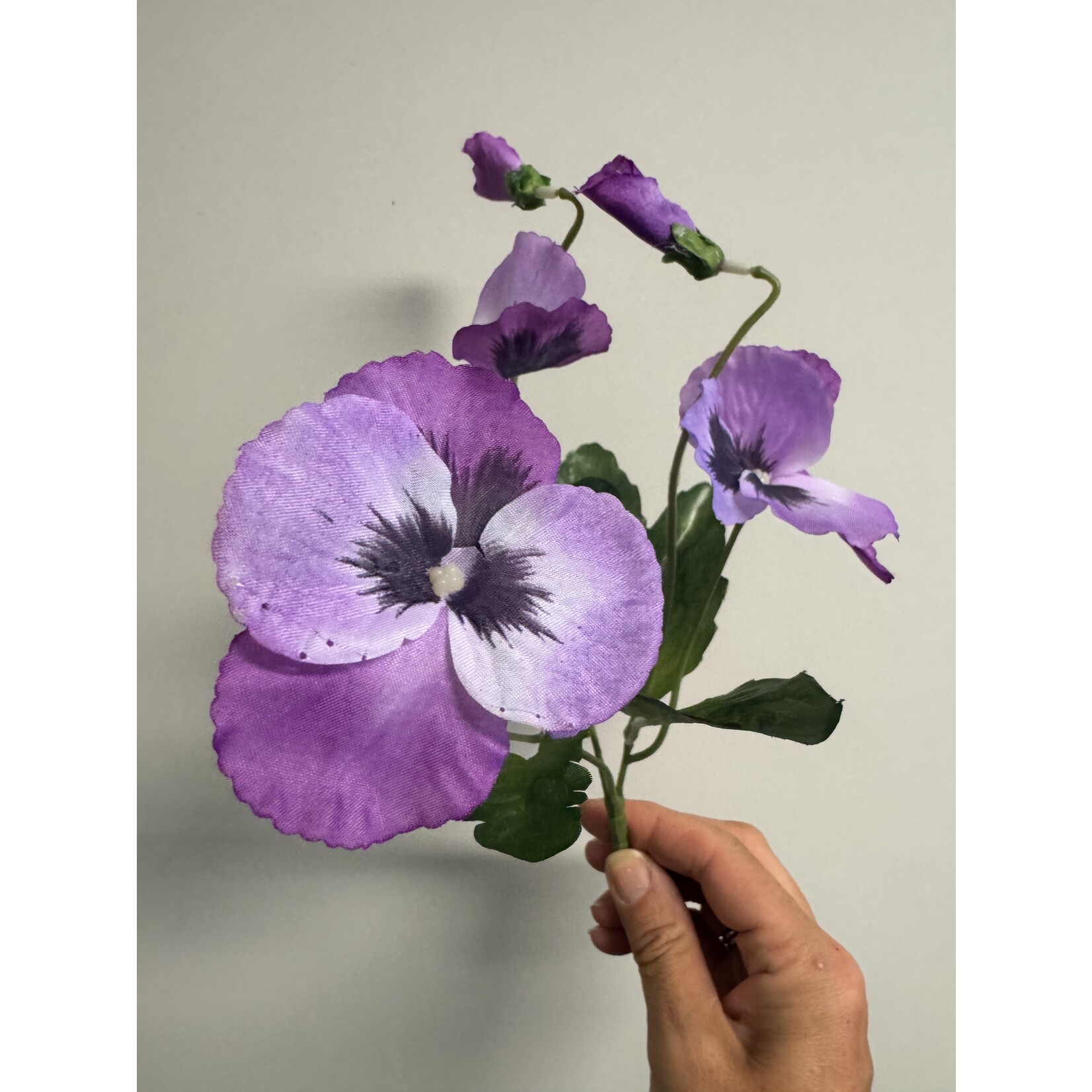 VIOLA WITTROCKIANA  | PURPLE | 24 CM