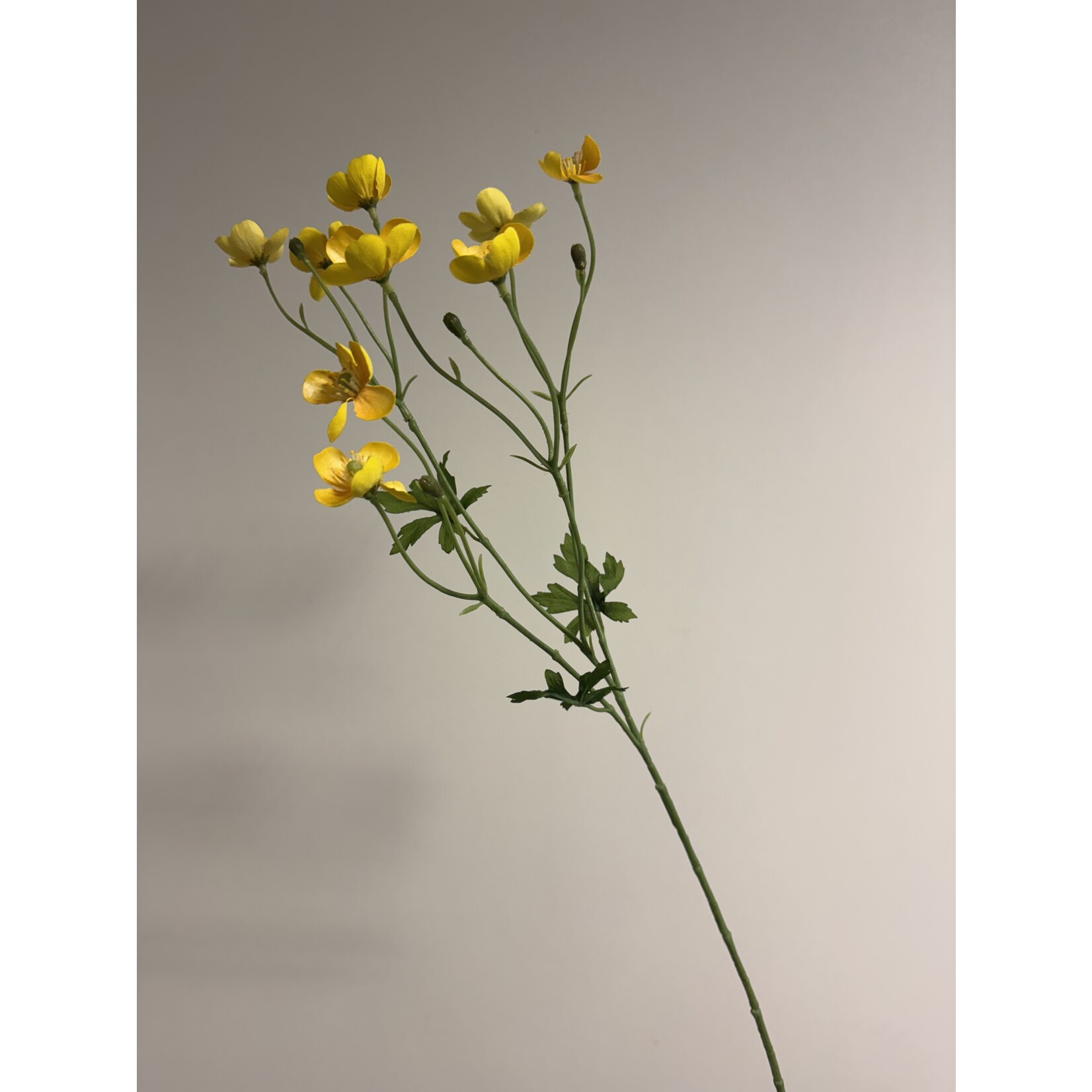 BUTTERCUP | YELLOW | 60 CM