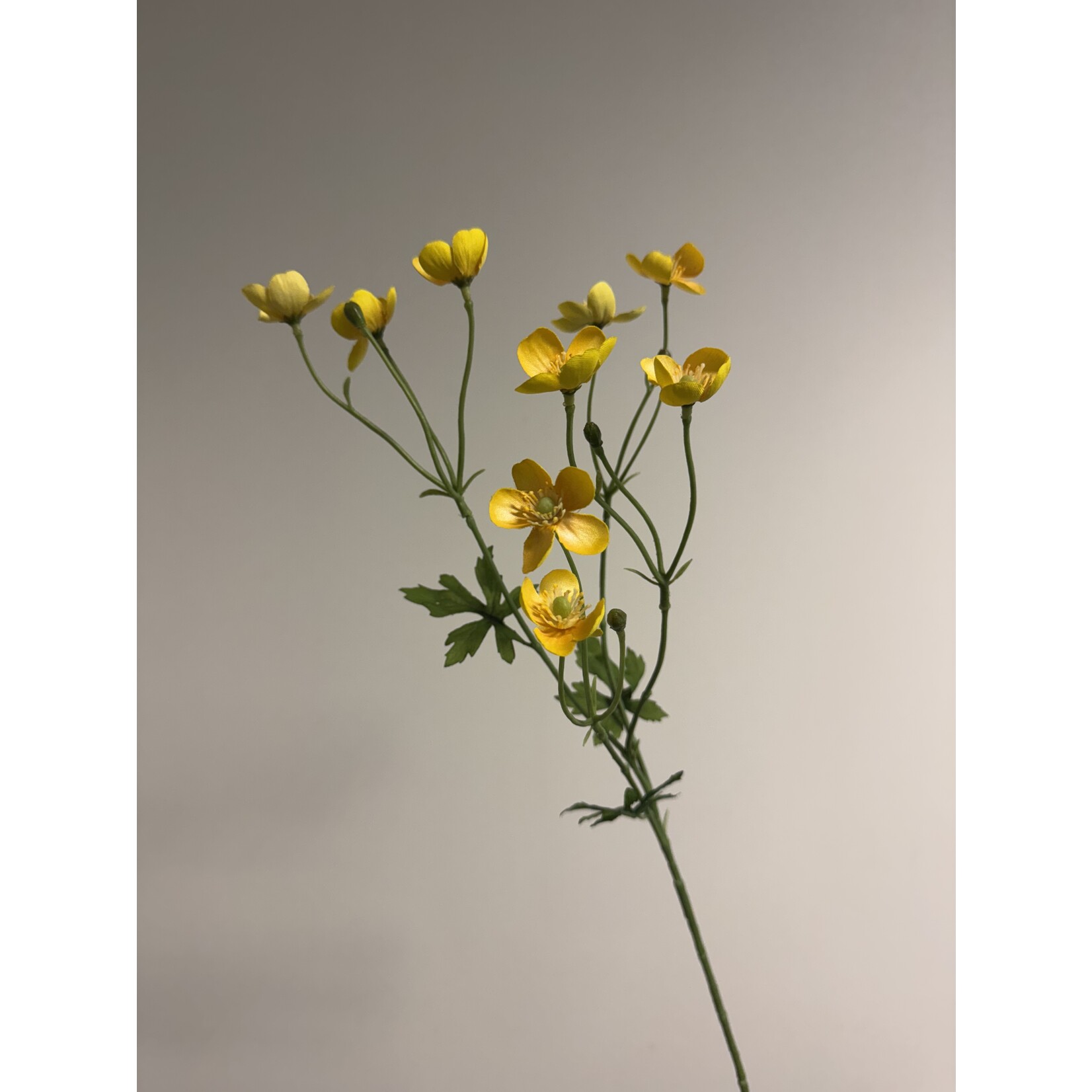 BOTERBLOEM | GEEL | 60 CM