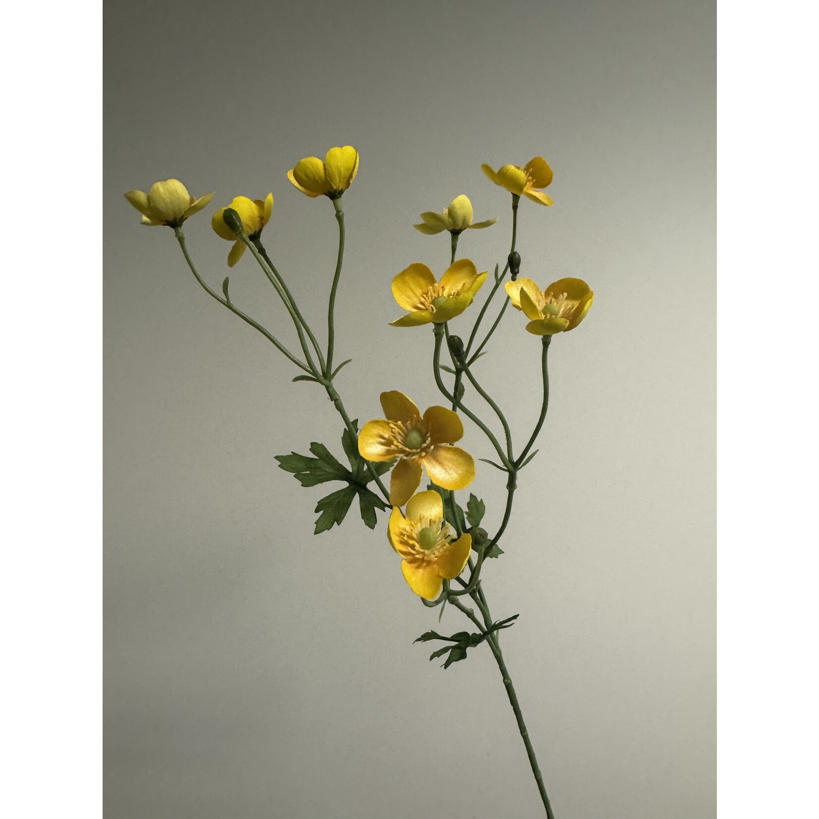 BUTTERCUP | YELLOW | 60 CM