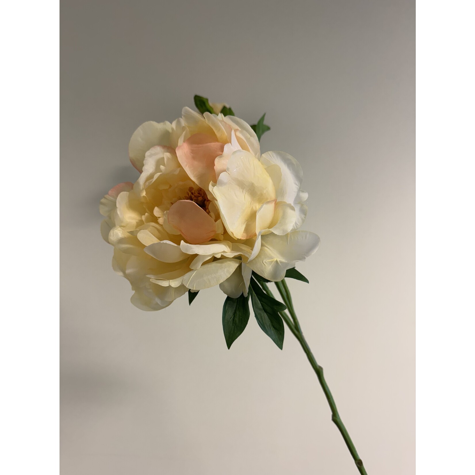 PEONY ROSE GOLDEN GATE | YELLOW | 60 CM