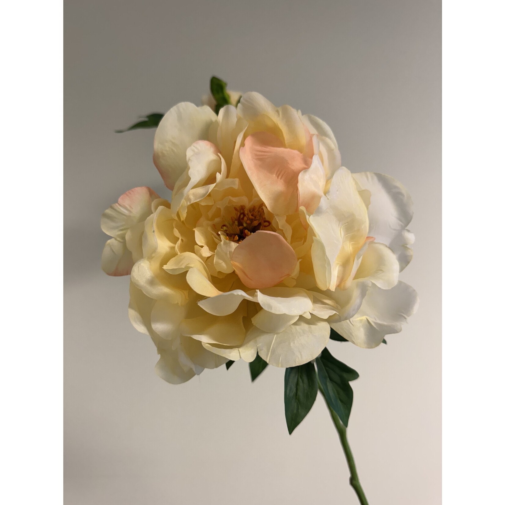 PEONY ROSE GOLDEN GATE | YELLOW | 60 CM
