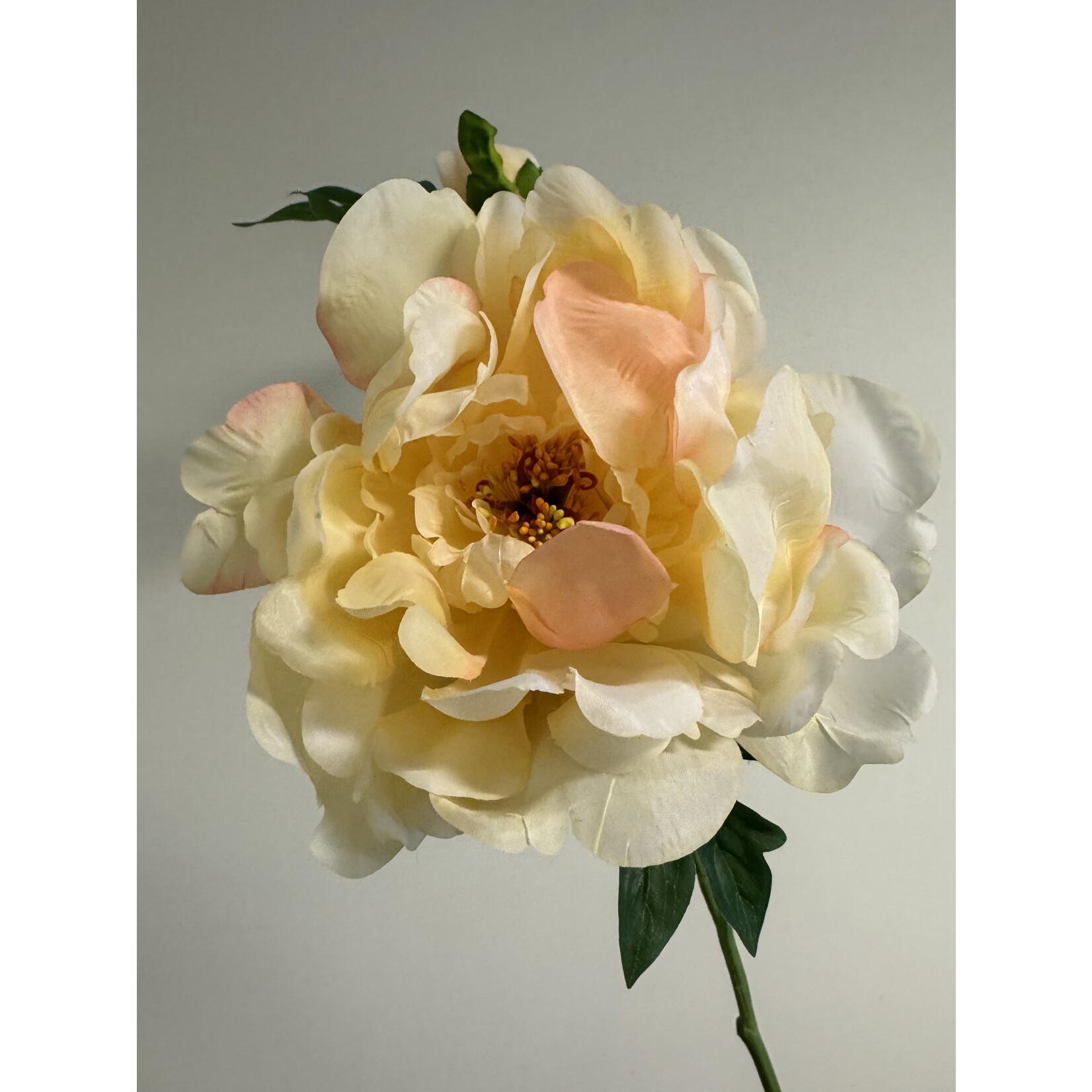 PIOENROOS GOLDEN GATE | GEEL | 60 CM