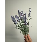 LAVENDER |BLUE | 28 CM