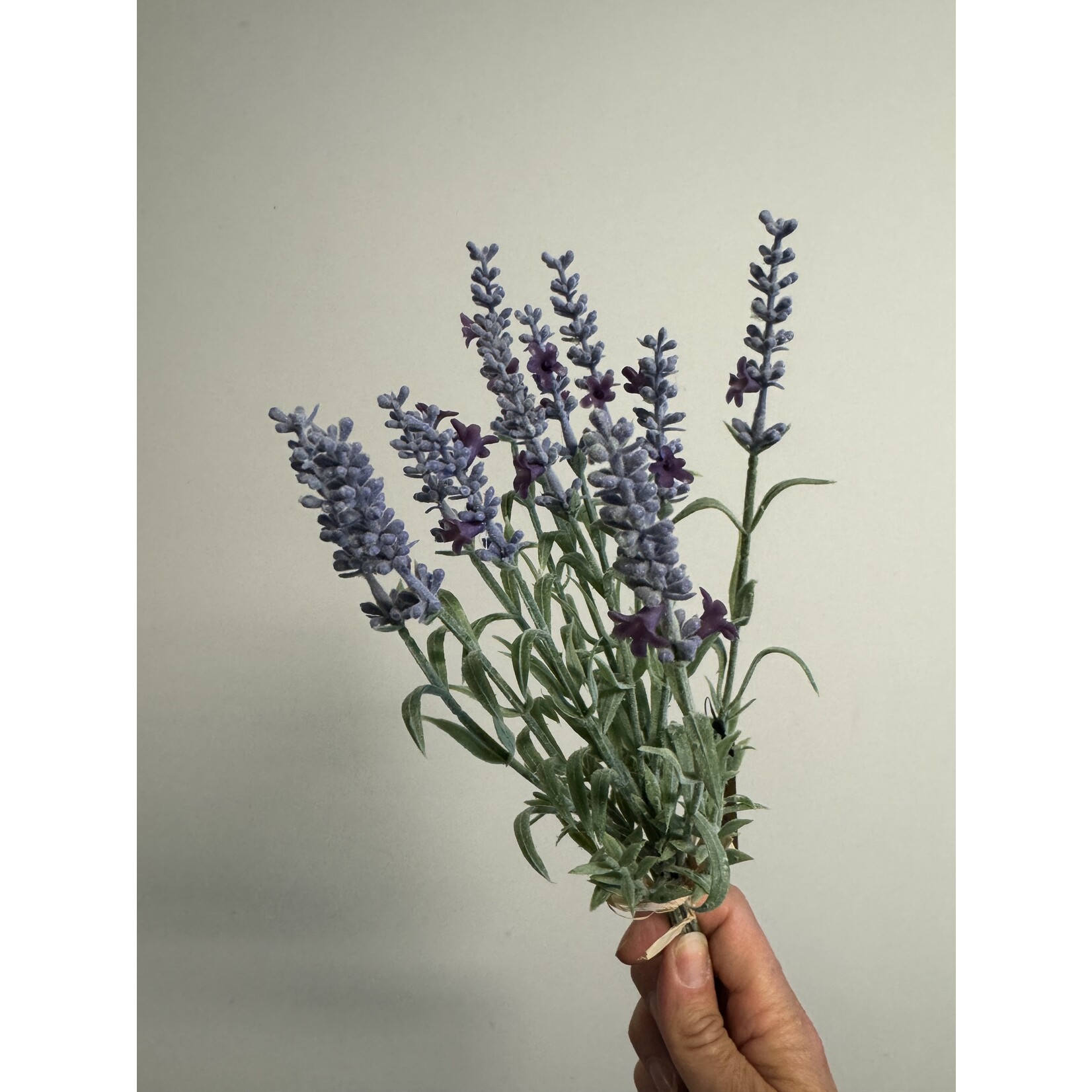 LAVENDER |BLUE | 28 CM