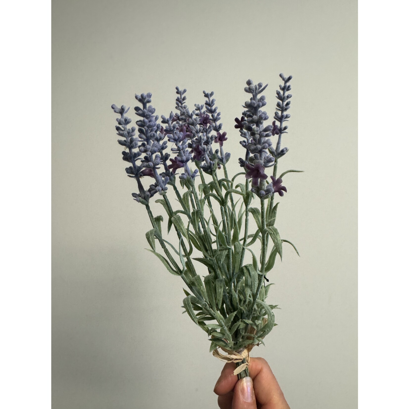 LAVENDER |BLUE | 28 CM