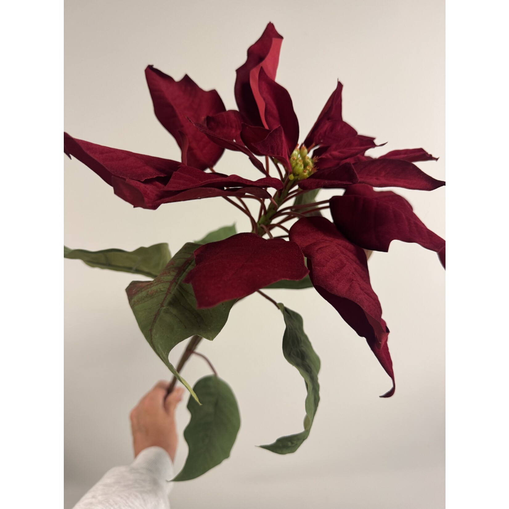 POINSETTIA | RED| 80 CM