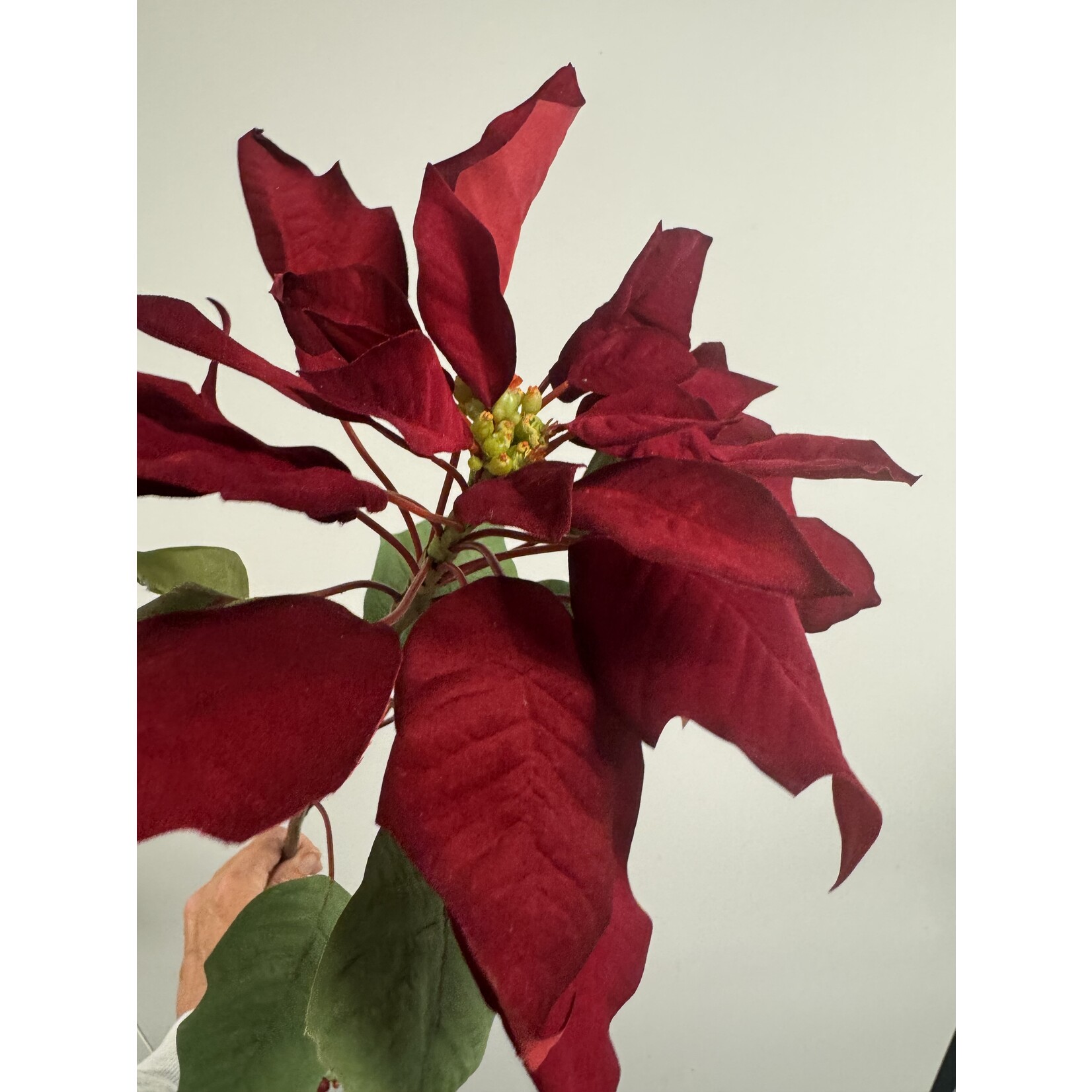 KERSTSTER |ROOD | 80 CM