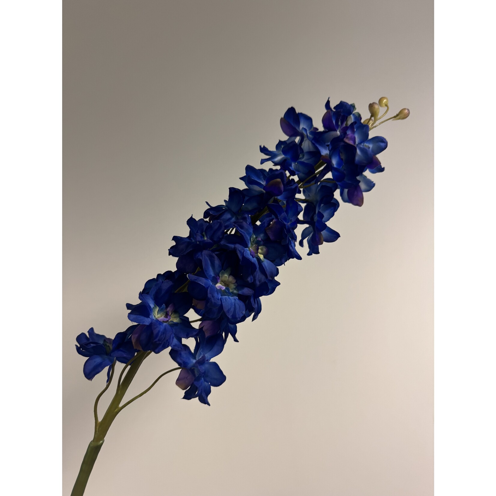 RIDDERSPOOR BLUE BIRD| BLAUW | 100 CM