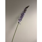 EREMURUS | LILAC | 105 CM