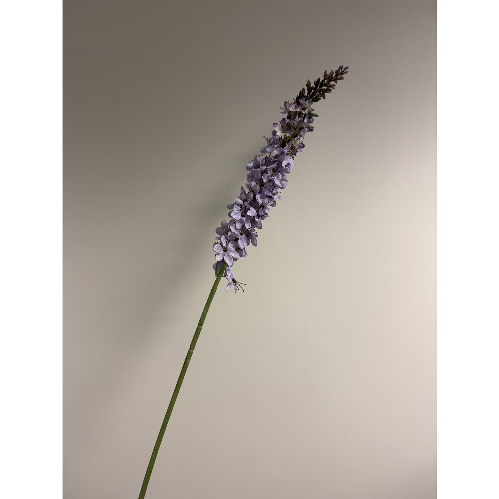 EREMURUS  ROMANCE | LILAC | 105 CM