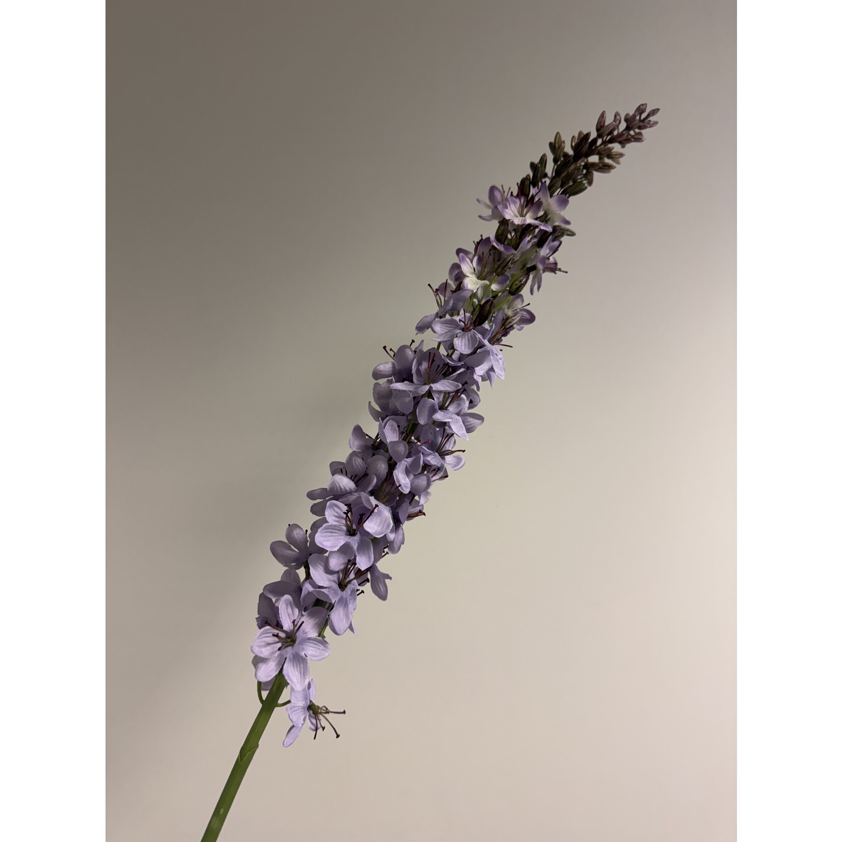 EREMURUS  ROMANCE | LILAC | 105 CM