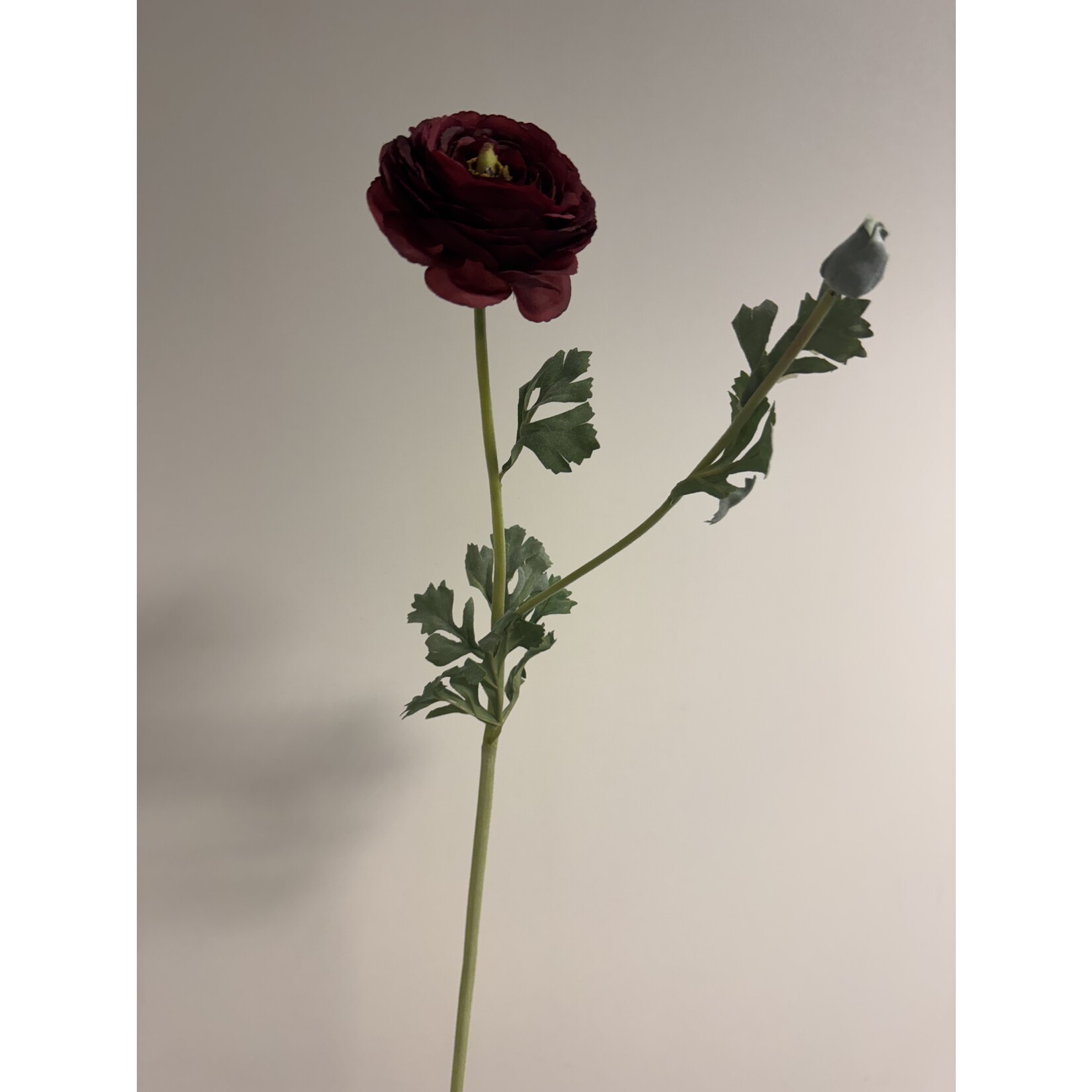 RANUNCULUS AAZUR | BURGUNDY| 68 CM