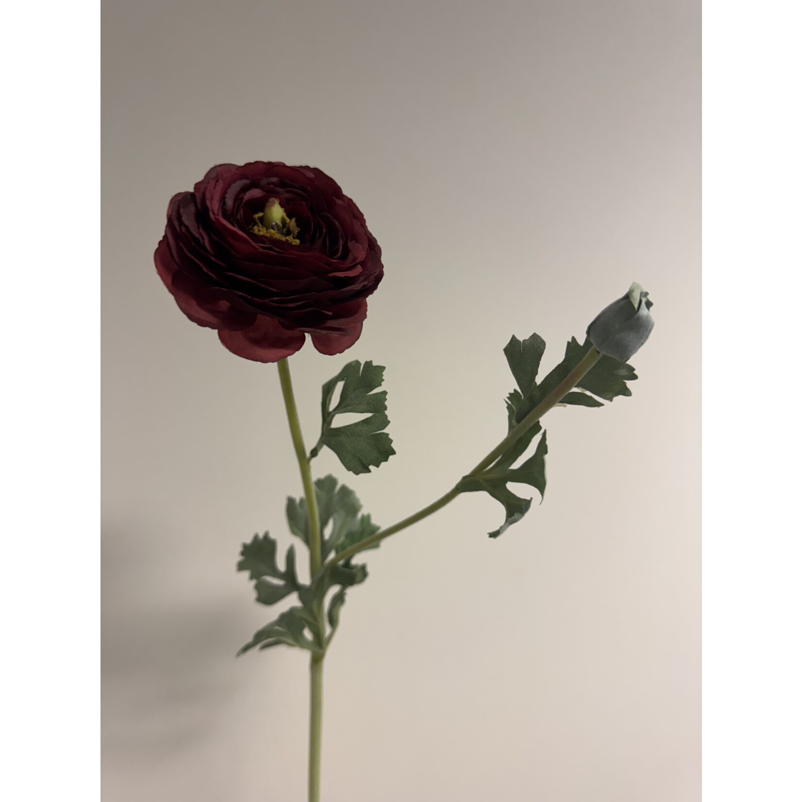 RANUNCULUS AAZUR | BURGUNDY| 68 CM