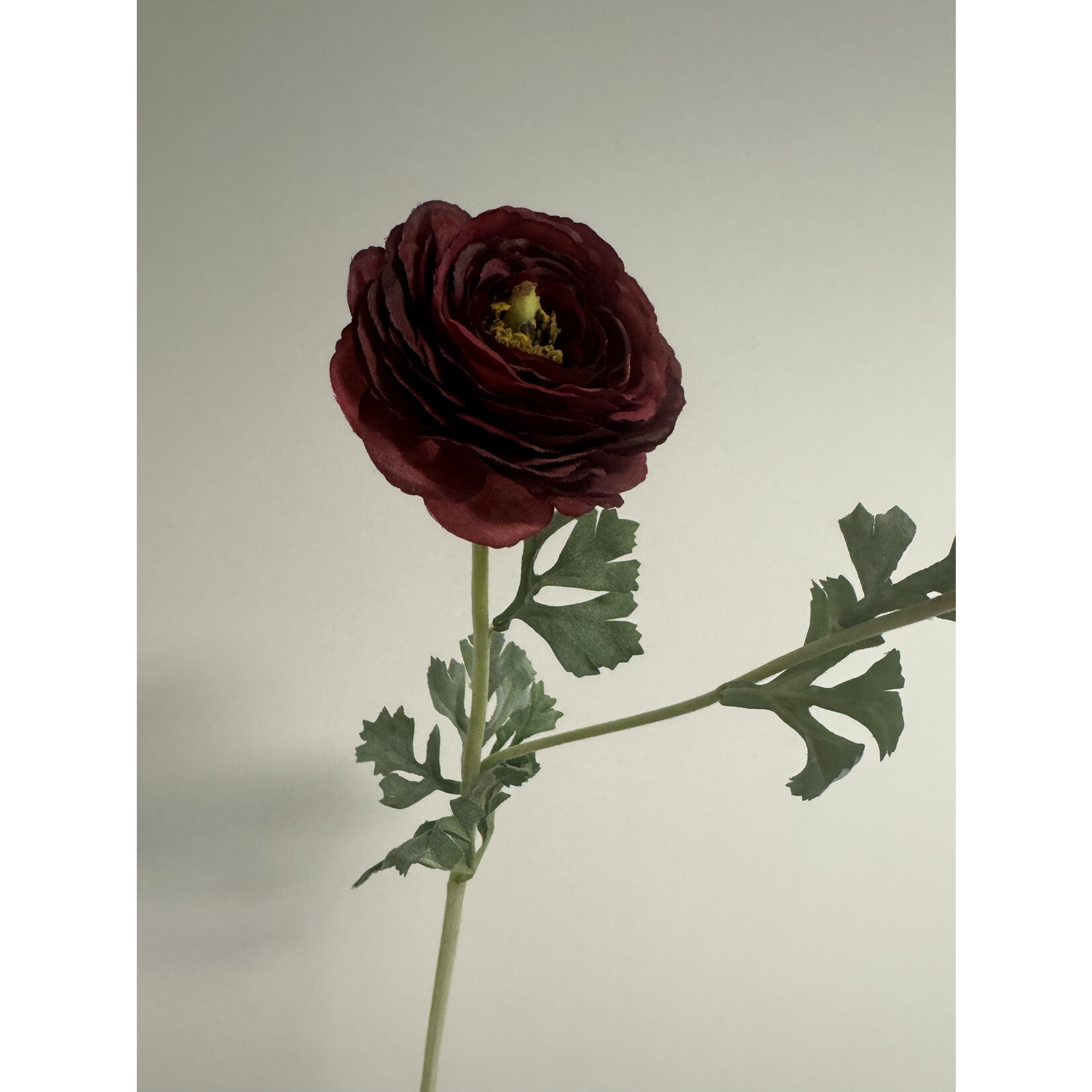 RANUNCULUS AAZUR | BURGUNDY| 68 CM