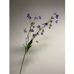 CAMPANULA TELHAM BEAUTY | PURPLE | 95 CM