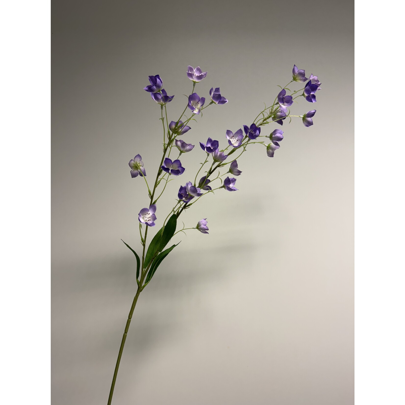 CAMPANULA TELHAM BEAUTY | PAARS | 95 CM