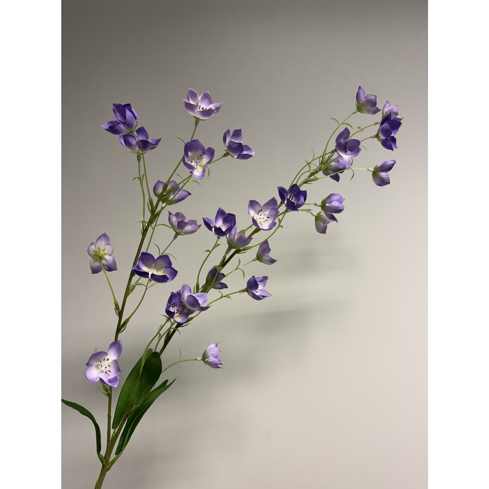 CAMPANULA TELHAM BEAUTY | PAARS | 95 CM