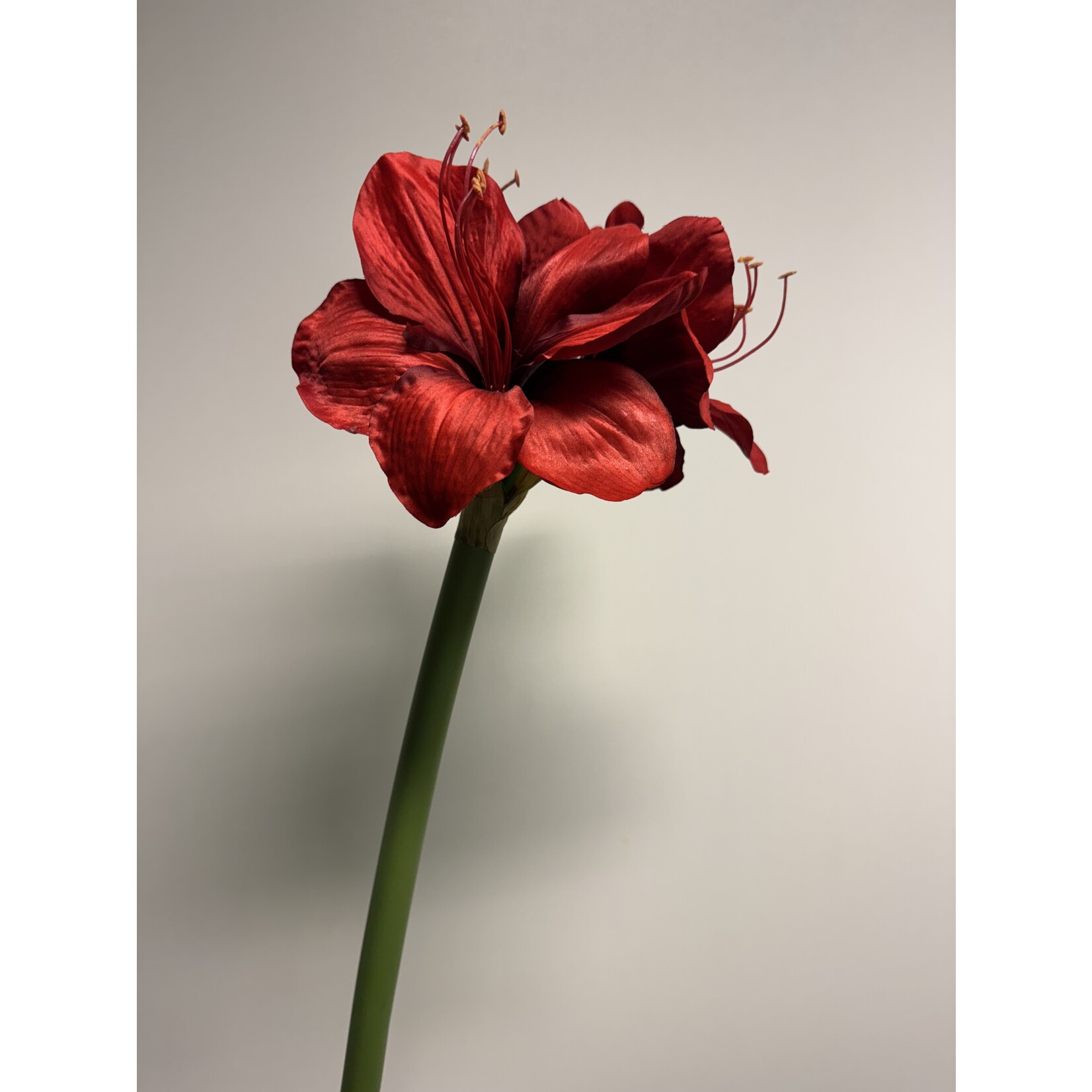 AMARYLLIS RED LION | ROOD | 65 CM