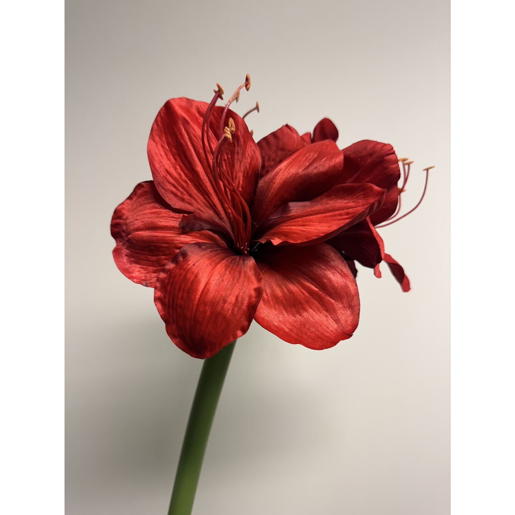 AMARYLLIS RED LION | RED | 65 CM