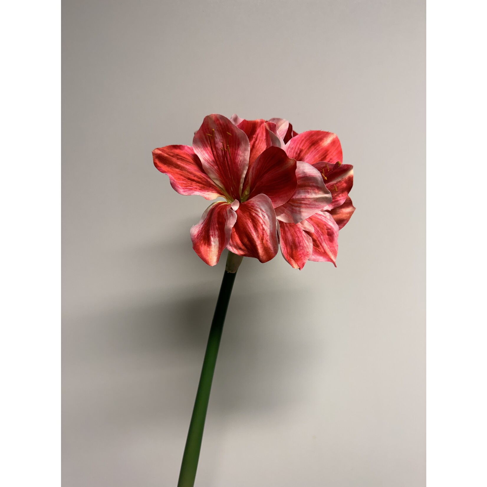 AMARYLLIS | ROOD WIT | 40 CM