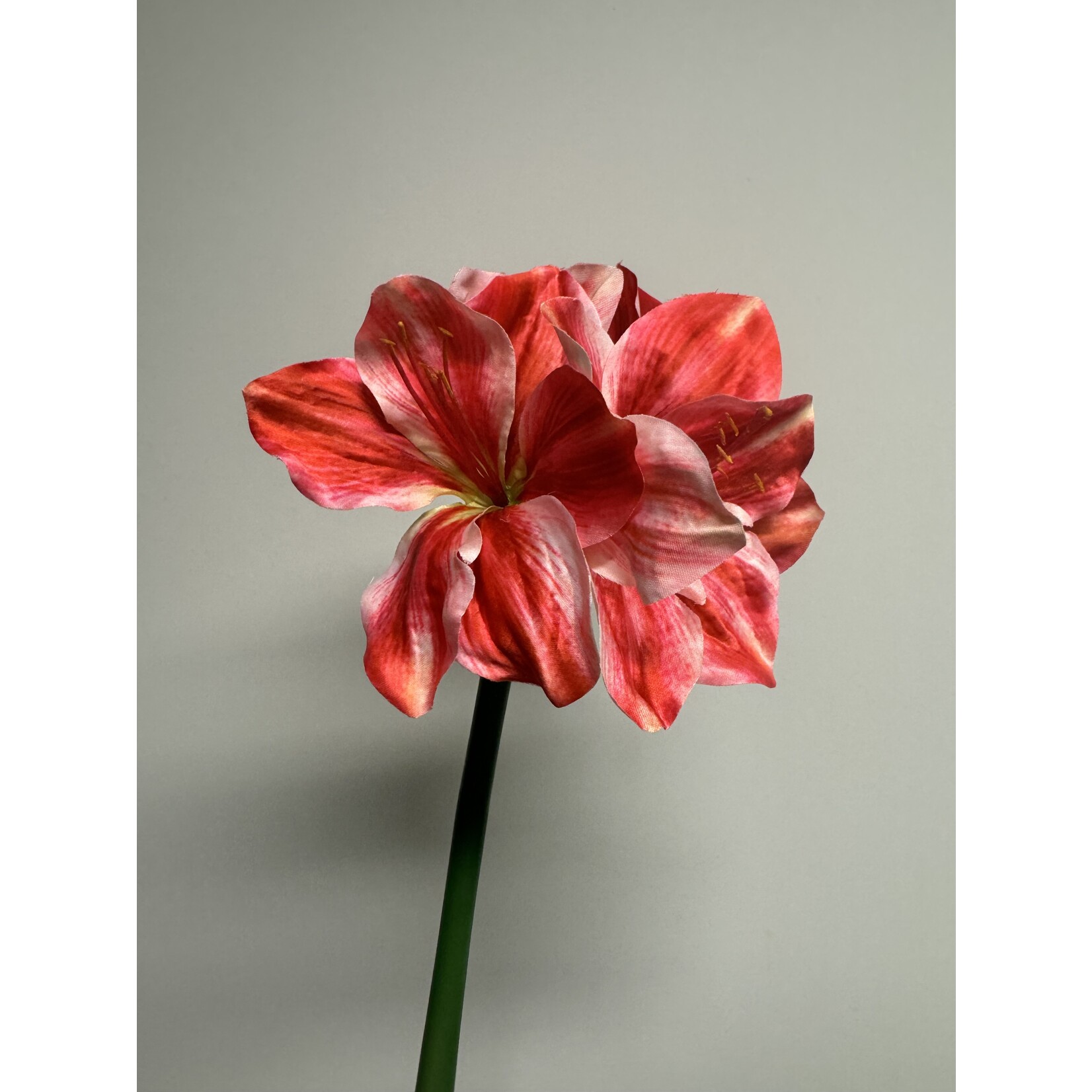 AMARYLLIS | ROOD WIT | 40 CM