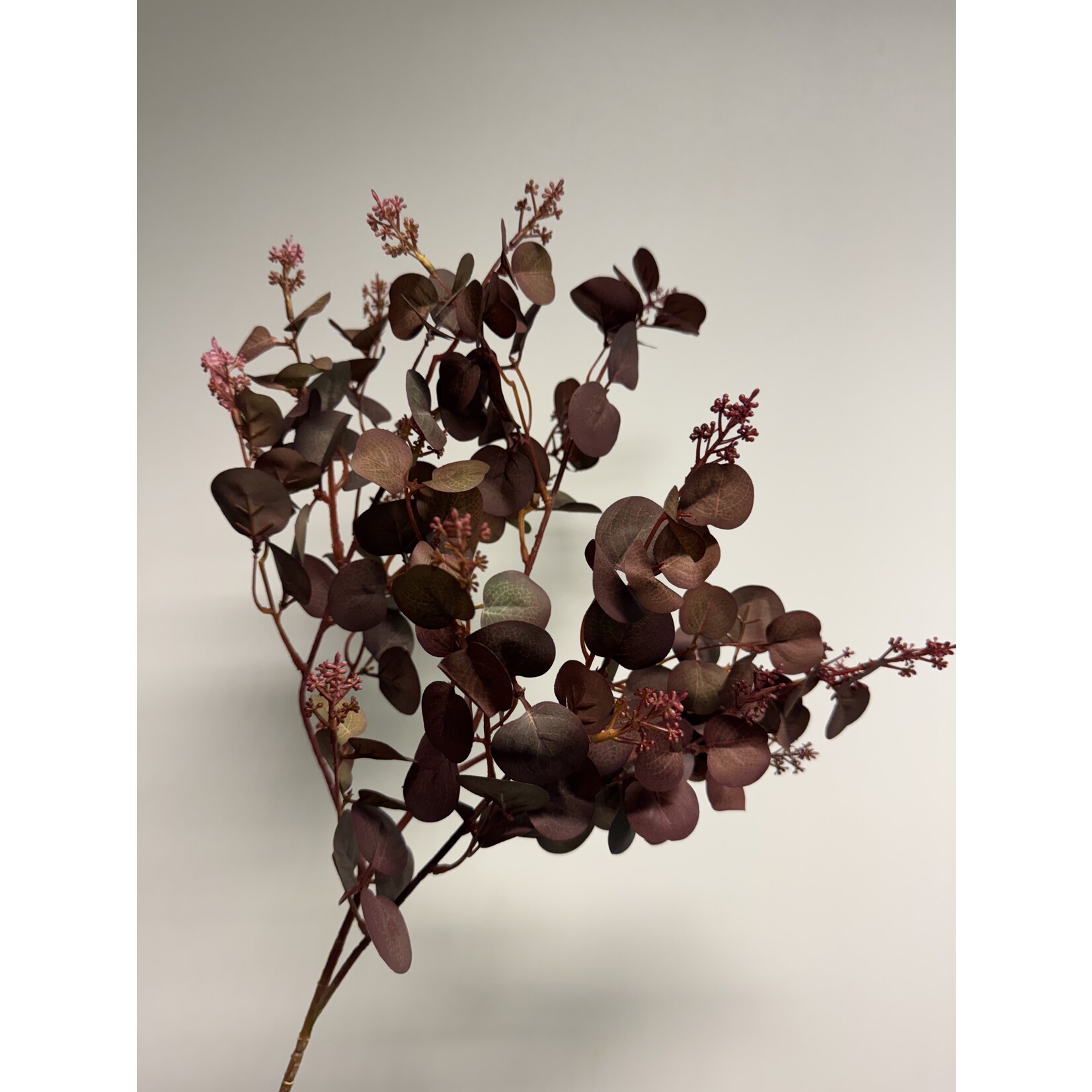 EUCALYPTUS PARFIVOLIA | BURGUNDY GREEN | 79 CM