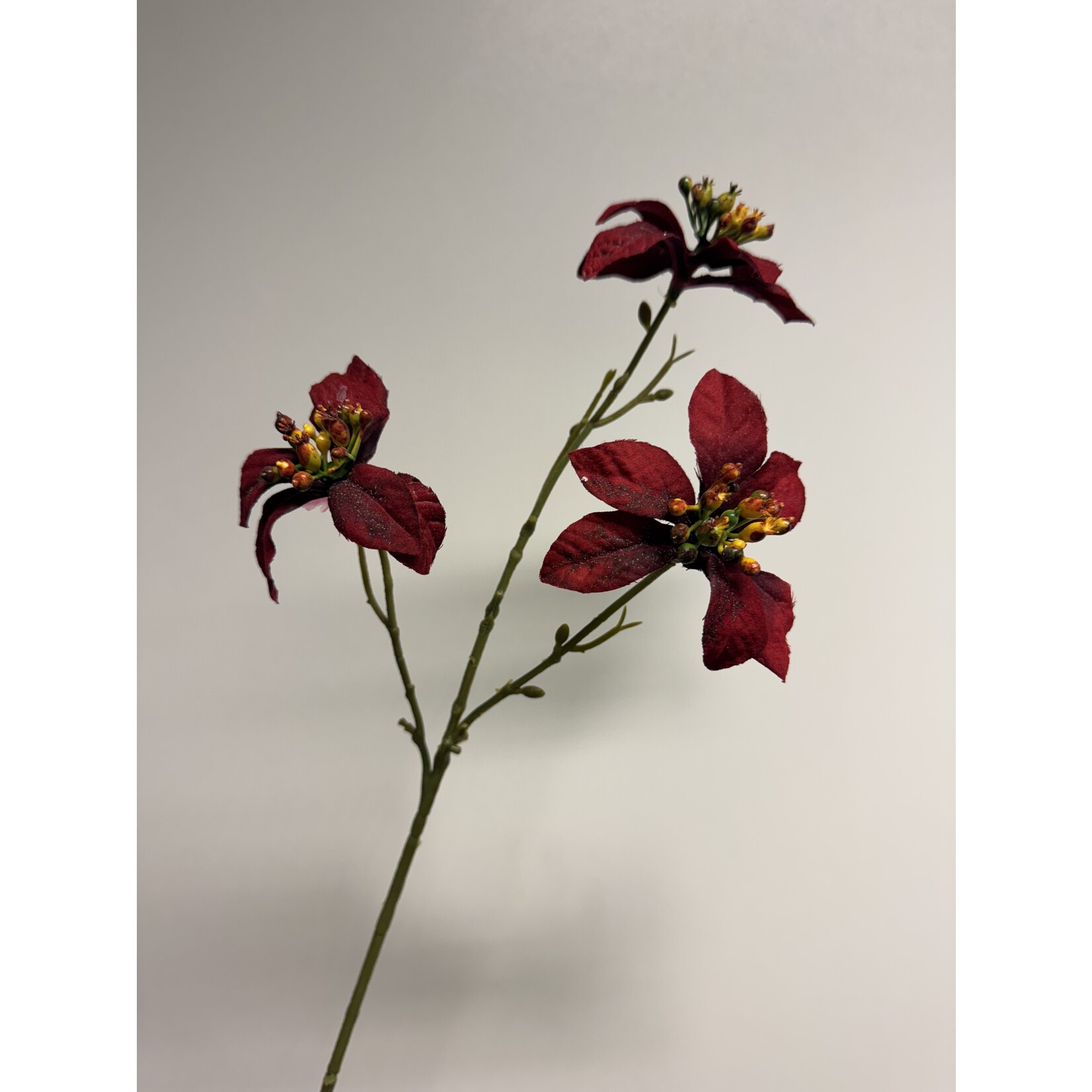 KERSTSTER |ROOD | 43 CM